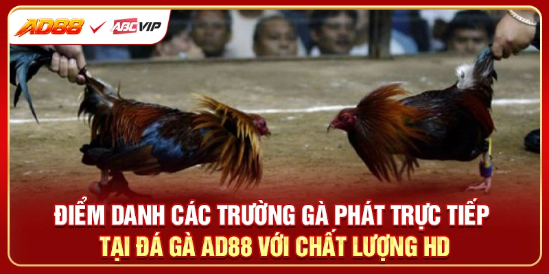 Điểm danh các trường gà phát trực tiếp tại đá gà AD88 với chất lượng HD