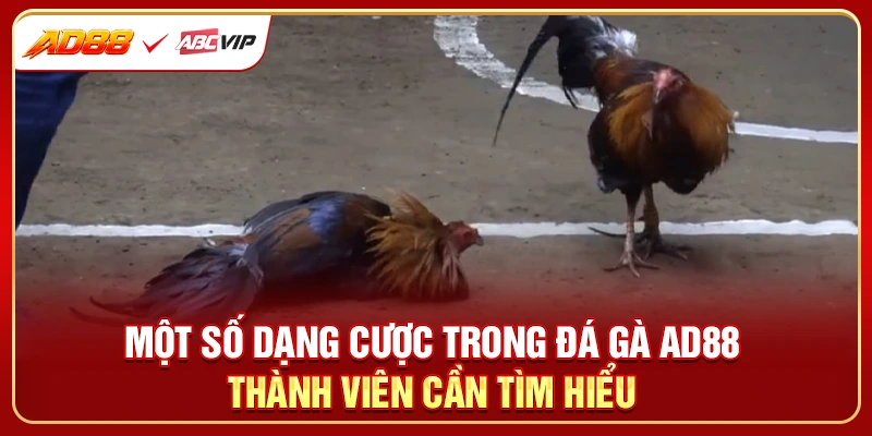 Một số dạng cược trong đá gà AD88 thành viên cần tìm hiểu